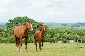 Equestrian